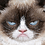 MoshCat